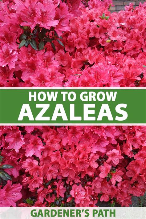 can azalea grow in the philippines|How to Grow and Care for Azaleas .